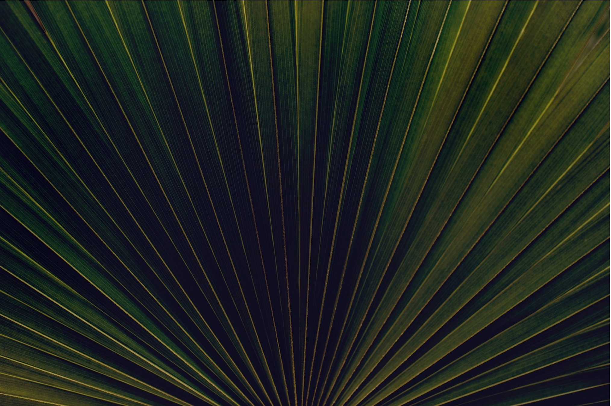 Close-up of a palm leaf with radiating dark green fronds
